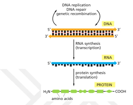 Figure 1.1: Central dogma of biology. DNA replication, transcription and translation (Alberts 2014).