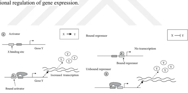 Figure 1.2 : Transcriptional regulation of gene expression. Transcription begins by binding the RNA