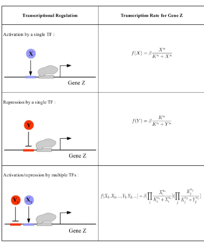 Table 1.1: Mathematical expression of transcriptional regulation.   is activation / repression coefficent ,  is the maximum expression level of the gene and   is Hill coefficient, larger   creates more step-like motion in the S-shaped Hill function which i