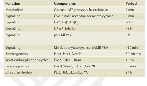 Table 1.2 : Some of the important biological oscillatory process (Novak 2008).