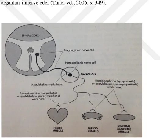 Şekil 1.2: Otonom Sinir Sistemi (Gershon, 2003, s. 10)