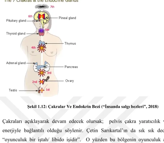 Şekil 1.12: Çakralar Ve Endokrin Bezi (“İnsanda salgı bezleri”, 2018) 