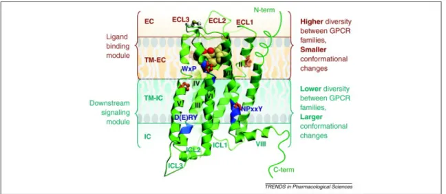 Figure 2.2 3D view of  a GPCR with a residue conservation profile (37)   