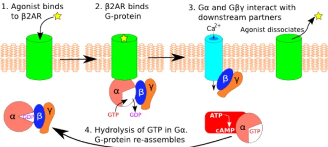Figure 2.3 An overall mechanism for β2AR (76)