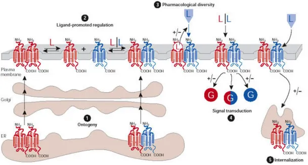 Figure 2.4 Potential roles of G-protein-coupled receptor (GPCR) dimerization (86)