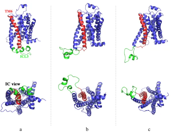 Figure  3.1  Schematic  illustrations  of  the  the  7th  (a)  ,1st  (b)  and  11th  (c)  clusters’  representative  conformations  which are  closest to  the  centroids