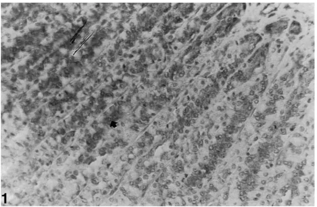 Fig. 1. nNOS immunreactivity (➧) in the oxyntic gland in gastric mucosa of control rats (magnification: ×520).