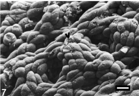 Fig. 7. Same topography as those of the controls in the group given ethanol +vitamin C+vitamin E+ Se (bar= 10  µm).