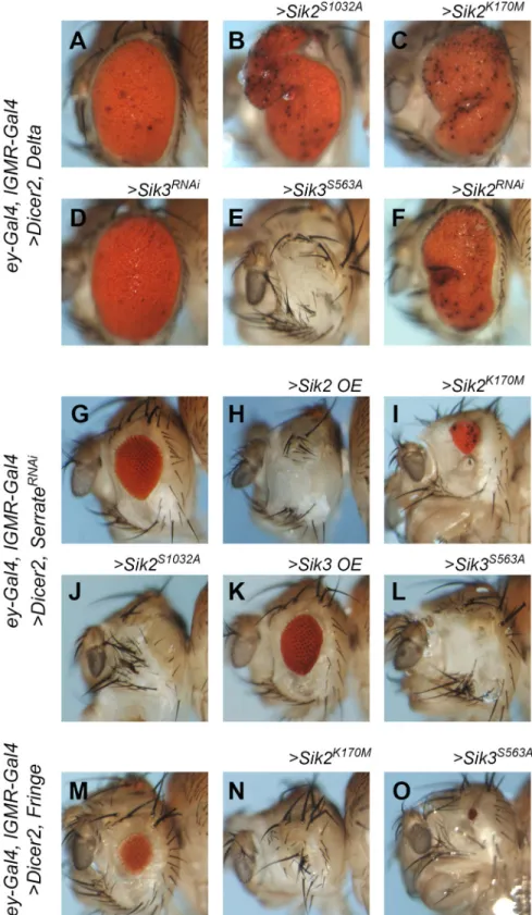 Fig 3. Genetic interaction between sik transgenes and Notch pathway members. (A-F) Delta overexpression with