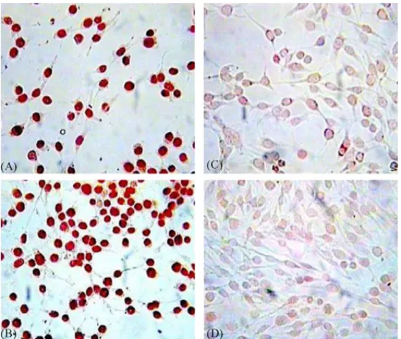 Fig. 3. Stimulation of the phosphorylation of ATF-2 and c-jun by simvastatin (10 ␮M) in the nuclei of C6 glioma cells in immunocytochemical analysis