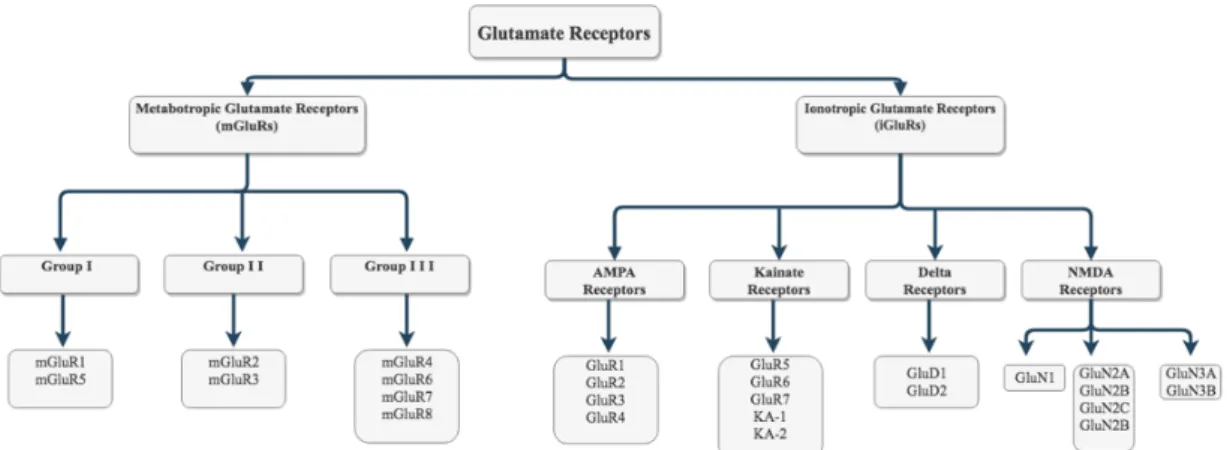 Figure 1.1 Subfamilies of the glutamate receptors.