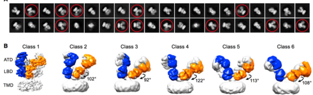 Figure 1.3 Electron microscope pictures of antagonist-bound NMDAR (Reprinted from ”Mechanism of NMDA Receptor Inhibition and Activation” by S