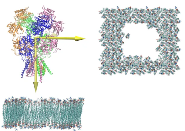 Figure 2.1 The representation of membrane and protein. On the left side of the figure, front view of the membrane is shown
