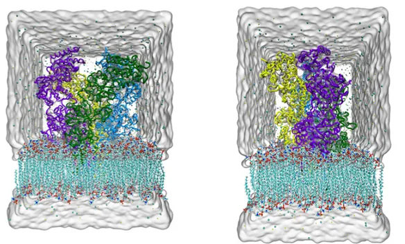 Figure 2.2 The representation of the simulation box. Protein and membrane placed in the water box