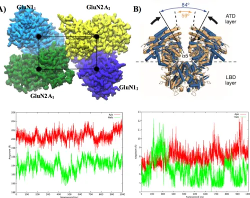 Figure 3.2 Conformational changes of ATD upon ligand binding. A) ATD is showed with quick surf representation (cyan for GluN1 1 , green for GluN2A 1 ,