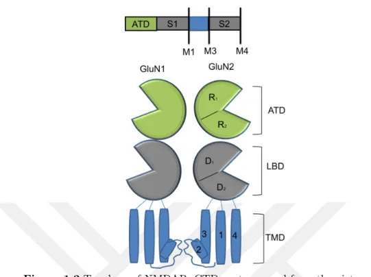 Figure 1.2 Topology of NMDAR. CTD part removed from the picture for clarity. An extracellular N-terminal domain (ATD), a ligand-binding domain (LBD) and a