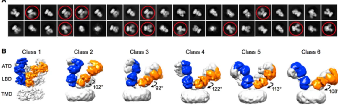 Figure 1.3 Electron microscope pictures of antagonist-bound NMDAR (Reprinted from ”Mechanism of NMDA Receptor Inhibition and Activation” by S