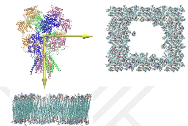 Figure 2.1 The representation of membrane and protein. On the left side of the figure, front view of the membrane is shown