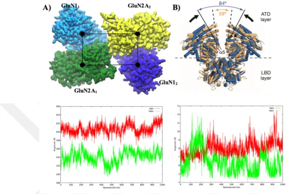 Figure 3.2 Conformational changes of ATD upon ligand binding. A) ATD is showed with quick surf representation (cyan for GluN1 1 , green for GluN2A 1 ,