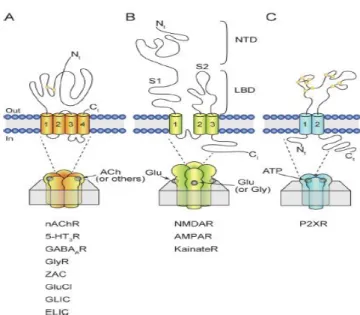 Figure 1.2 Schematic represantation of LGICs family  2 . 