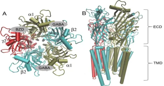 Figure 1.3. A :Extracellular domain of       with ligands (GABA, BZD). B: Cartoon  representation of       showing extracellular (ECD) and transmembrane (TMD) segments 