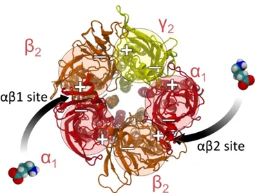 Figure  2.3.  Extracellular  domain  of       Using the old  model’s pdb  and GABA binding  site represented between                     5