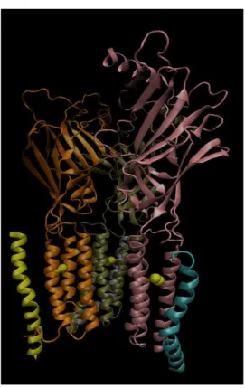 Figure 3.2 : Different subunits of      R.    is shown in orange,    is shown in dark green,  the other    is shown lilac