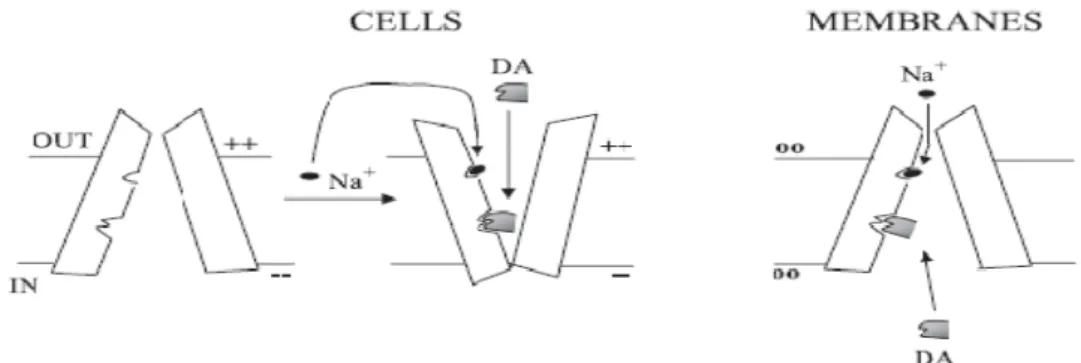 Figure 1.1: Model for Na +  effects on the interaction of dopamine with its transporter  in intact cell [6]