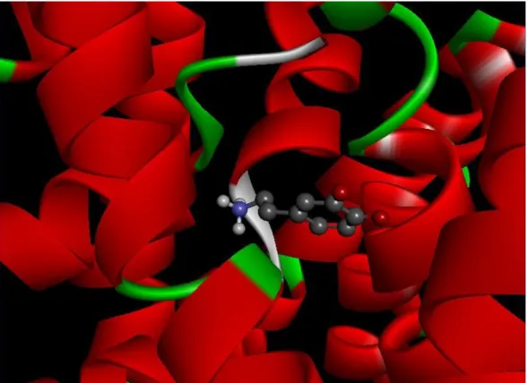 Figure  1.4:  Shows  model  of  human  DAT  with  dopamine.  Red  bars  indicate  alpha  helices and dopamine shown in ball-and-stick