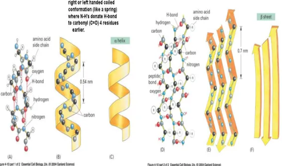 Figure  2.2:  Polypeptide  chains  often  fold  into  one  of  two  orderly  repeating  forms  known as the α helix and the β sheet