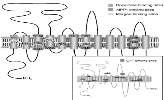 Figure 2.3: Putative topology and structural features of the DAT protein. 