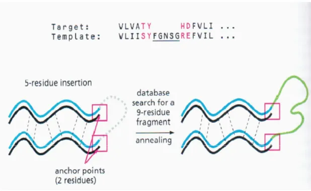 Figure 2.5: A schematic illustration viewing the database search method for building  loop [12]