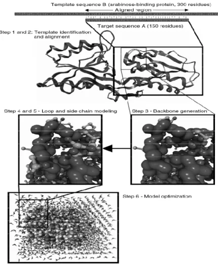 Figure  2.7:  Steps  in  homology  modelling.  Example,  the  fragment  of  the  template  (arabinose-binding  protein)  corresponding  to  the  region  aligned  with  the  target  sequence forms the basis of the model (including conserved side chains)