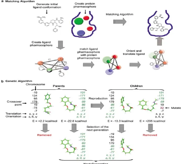 Figure 3.1: Schematic illustration of a matching algorithm (a) and genetic algorithm  (b) in the context of docking of a flexible ligand [23]