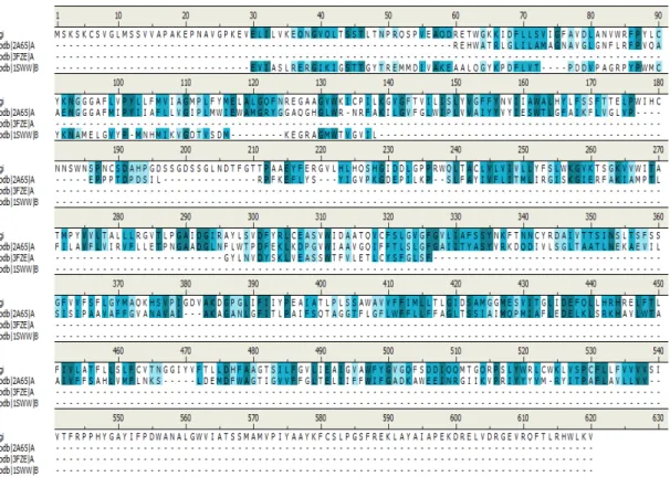 Figure  4.1:  Sequence  alignment  results  from  BLAST.  Blue:  identical  alignment  similarity,  light  blue:  weak  alignment  similarity,  dark  blue:  strong  alignment  similarity