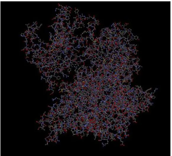Figure 3.4 CPHmodels 3.2 Server rpoβ model atomic view 