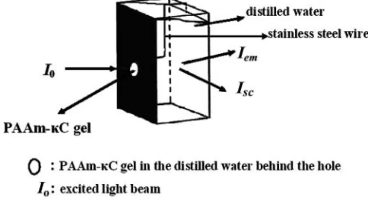 Figure 3. The position of PAAm–κC composite gel in the fluorescence cell during swelling in water.