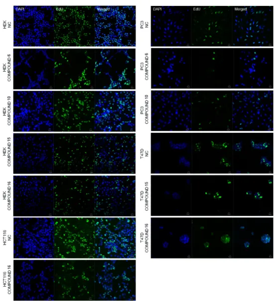 Figure 2. DAPI and EdU staining patterns of HEK293, PC-3, HCT116 and T47D cell lines. DAPI (in  blue, left panel) shows all the cells, EdU shows newly synthesized DNA (in green, middle panel and  merged image, right panel)