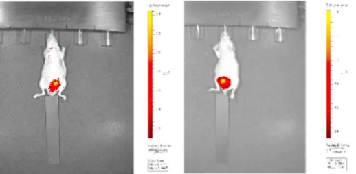 Fig. 5. In vitro inhibitory activity towards MetAP2 assay of Compound 5n.