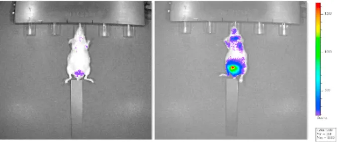 Fig. 8. IVIS images of nude mice not treated with compound 5n.