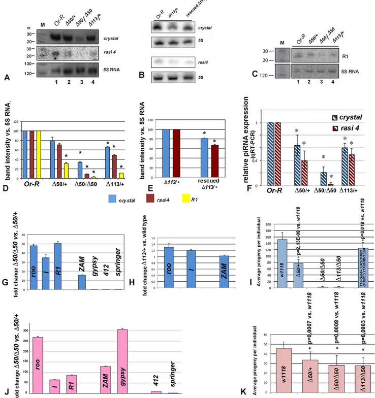 Fig. 2. dFmr1 belongs to the piRNA pathway. (A,B) Northern blot analyses on enriched small RNA extracts from the indicated genotypes probed with two different cry-specific piRNAs (crystal and rasi4)