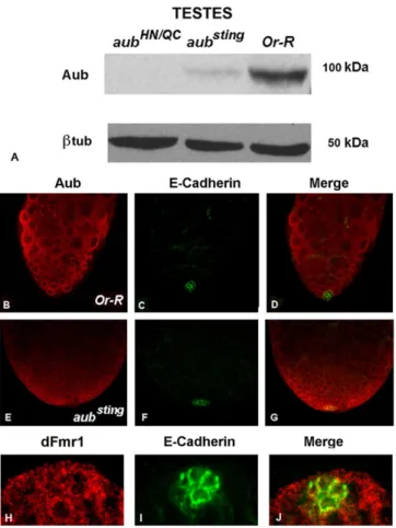 Fig. 6. Aub and dFmr1 expression in adult wt and mutant testes.