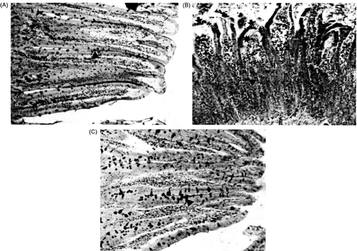 Figure IA. A normal histological appearance of intestinal tissue of control rats. PAS positive reaction (A)