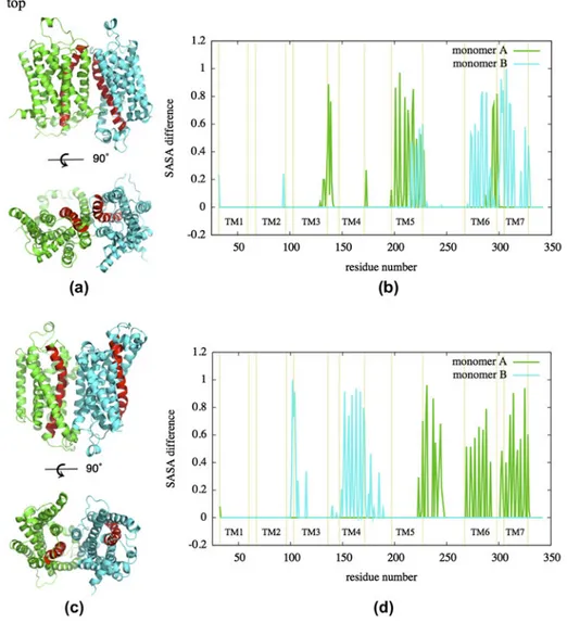 Figure 4. Representative snapshots of the most-populated cluster for (a) parallel and (c) antiparallel dimers and their dSASA i pro-