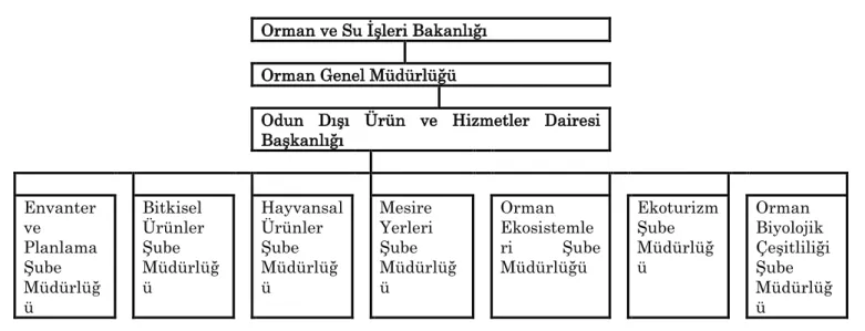 Şekil 4: Odun Dışı Ürün ve Hizmetler Dairesi Başkanlığı Örgütsel Yapısı   Odun  Dışı  Orman  Ürünleriyle  İlgili  Türkiye’deki 