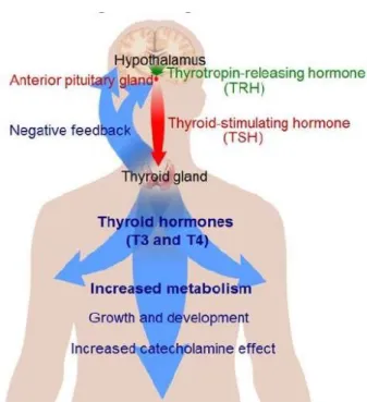 Figure 8: Thyroid system 