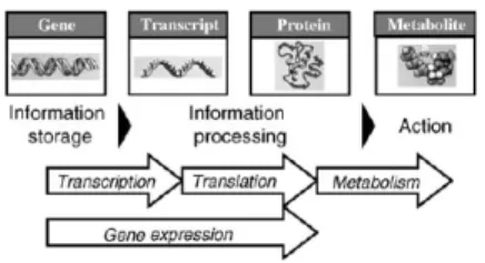Figure 1.4: Information flow from genes to metabolites in cells, the Gene Expression process [39].