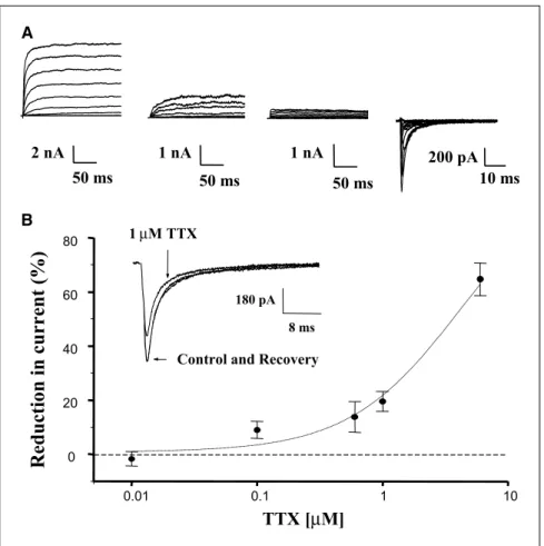 Fig. 1. Voltage-gated membrane currents in a human breast epithelial cell line and human breast cancer cells