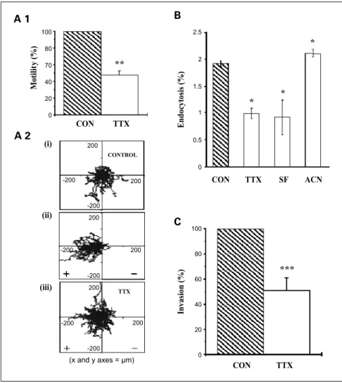 Fig. 2. In vitro evidence forVGSC involvement in metastatic MDA-MB-231cell behaviors. A1, transwell motility data, normalized with respect to the control condition (CON, 100%) and following a 10-hour treatment with 10 Amol/L tetrodotoxin (TTX)