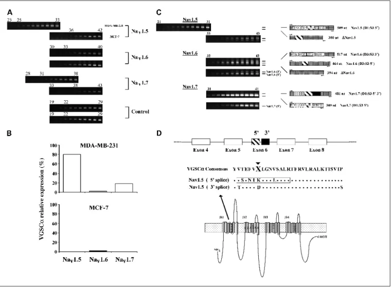 Fig. 3. Expression of VGSCa isoforms in breast cancer cells. A, semiquantitative PCRelectrophoresis results for Na v 1.5, Na v 1.6, Na v 1.7, and hCytb5Rcontrols done on MDA-MB-231and MCF-7 cells